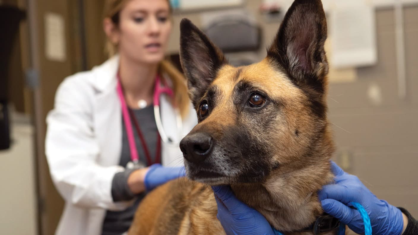 Veterinarians for Valor: Having Each Other's Backs